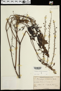 Actaea racemosa image