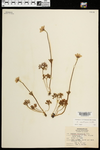 Anemone caroliniana image