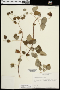 Clematis glaucophylla image