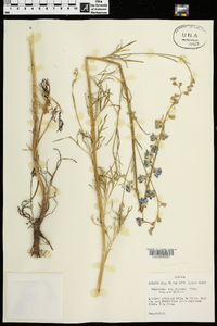 Delphinium carolinianum var. carolinianum image