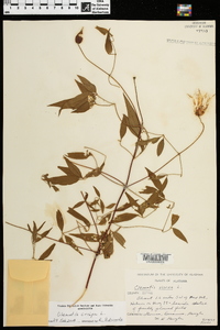 Clematis crispa image