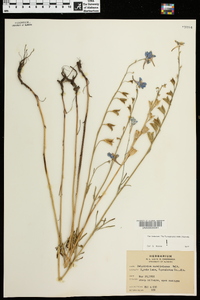 Delphinium carolinianum image