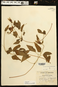 Clematis crispa image