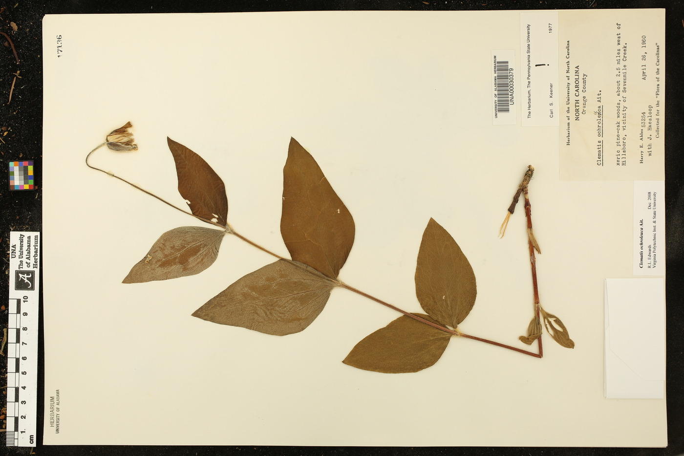 Clematis ochroleuca image