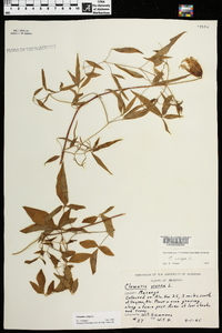 Clematis crispa image