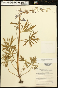 Delphinium tricorne image