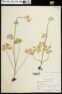 Delphinium tricorne image