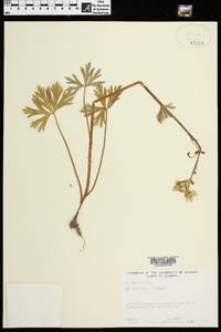 Delphinium tricorne image