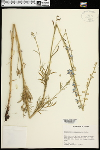 Delphinium carolinianum image