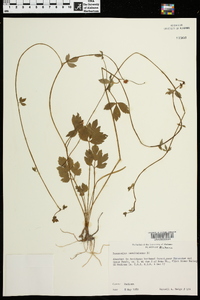 Ranunculus carolinianus image