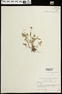 Ranunculus fascicularis image