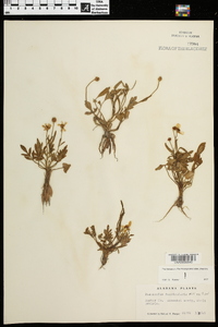 Ranunculus fascicularis image