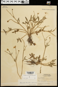 Ranunculus fascicularis image