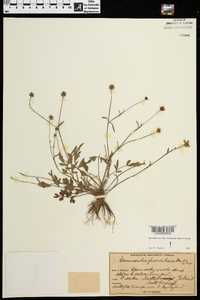 Ranunculus fascicularis image