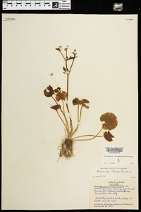 Ranunculus harveyi image