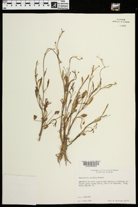 Ranunculus pusillus image