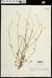 Ranunculus pusillus image