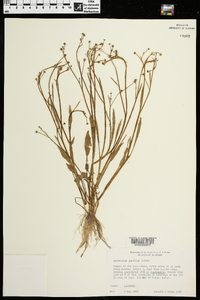 Ranunculus pusillus image