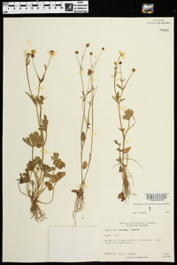 Ranunculus sardous image