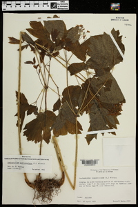 Caulophyllum thalictroides image