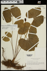 Jeffersonia diphylla image