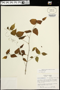 Celtis tenuifolia image