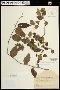 Celtis tenuifolia image