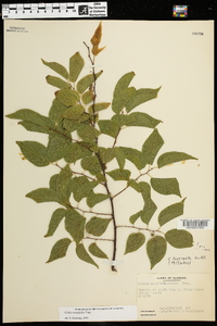 Celtis tenuifolia image