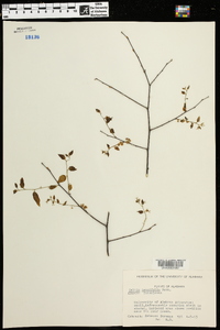 Celtis tenuifolia image