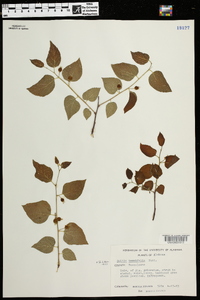 Celtis tenuifolia image