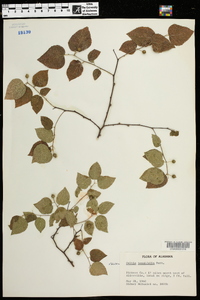 Celtis tenuifolia image