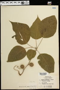 Broussonetia papyrifera image