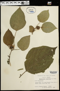 Broussonetia papyrifera image