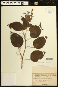 Laportea canadensis image