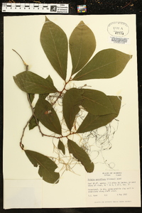 Asimina parviflora image