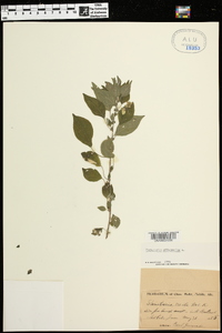 Parietaria officinalis image