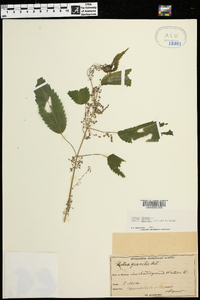 Urtica gracilis image