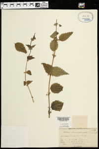 Urtica chamaedryoides image