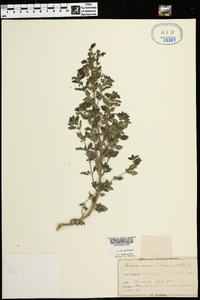 Urtica urens image