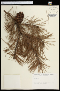 Pinus glabra image