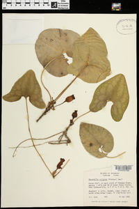 Hexastylis arifolia image