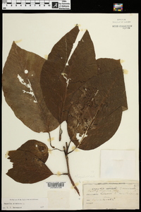 Magnolia acuminata image