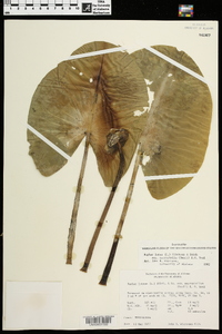 Nuphar advena image