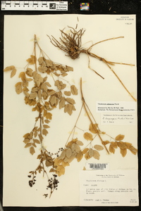 Thalictrum pubescens image