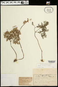 Dicentra cucullaria image