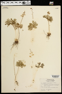 Dicentra cucullaria image