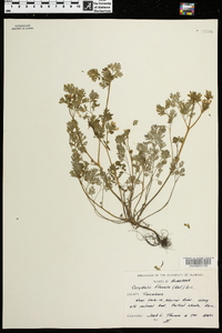 Corydalis flavula image