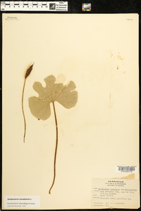 Sanguinaria canadensis var. rotundifolia image