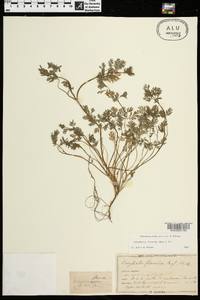 Corydalis flavula image