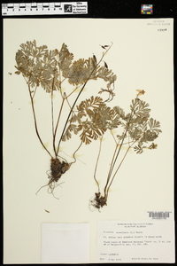 Dicentra cucullaria image